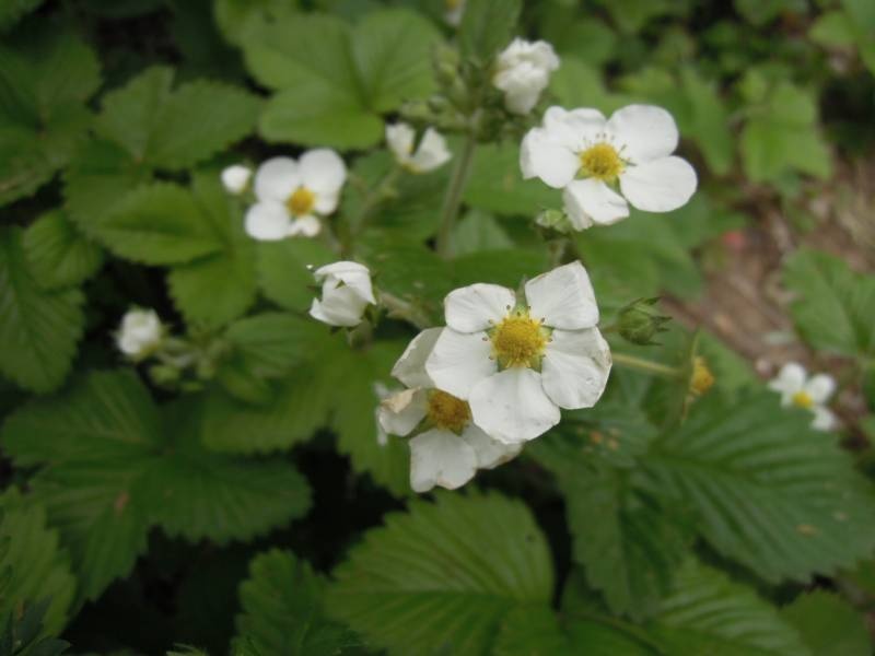 DSCN8600.JPG