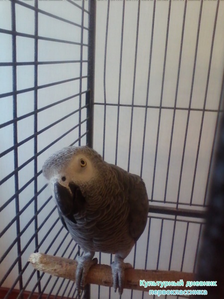 Маленький зоопарк29516