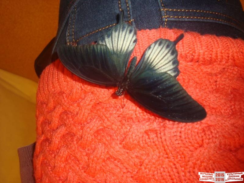 Живые тропические бабочки.49709