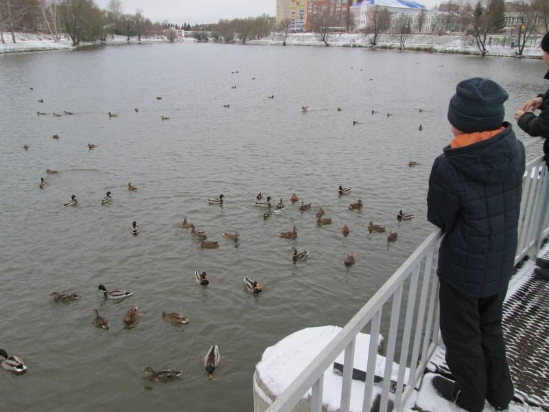 Кормление уток на Центральном водоеме.05.11.201789955