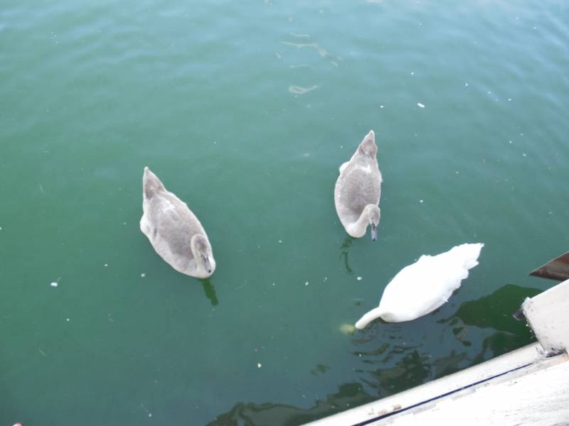 DSCN4589.JPG