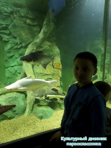 Океанариум. Рыбы сомы.