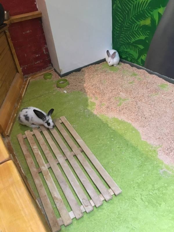 Трогательный зоопарк.93872
