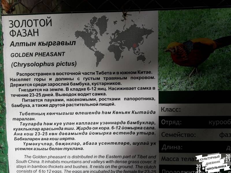 Фазаний ряд. Зооботанический сад. Казань.78200