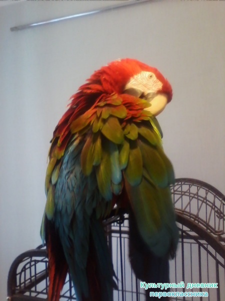 Маленький зоопарк29515