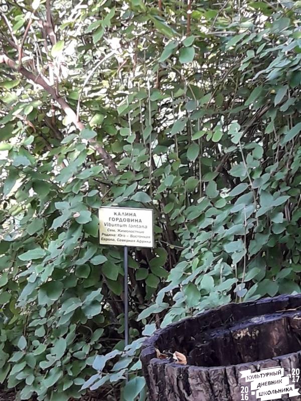 Растения открытого грунта. Зооботанический сад. казань.78274