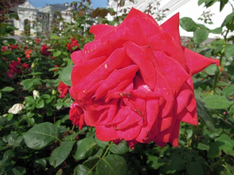 DSCN9628.JPG