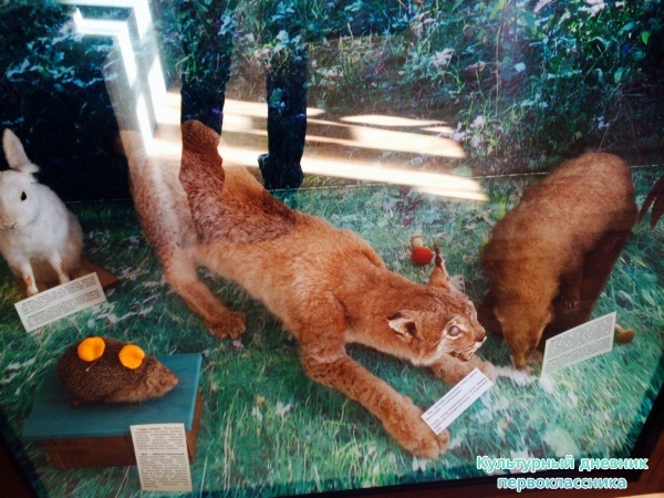 В Краеведческом музее в Бугульме