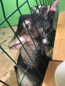 Уникс "Алые паруса"93395