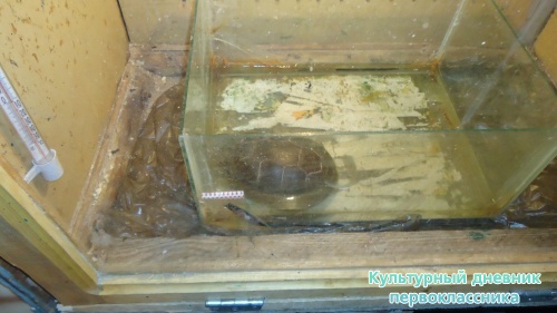 мое новогоднее посещение зоопарка18278