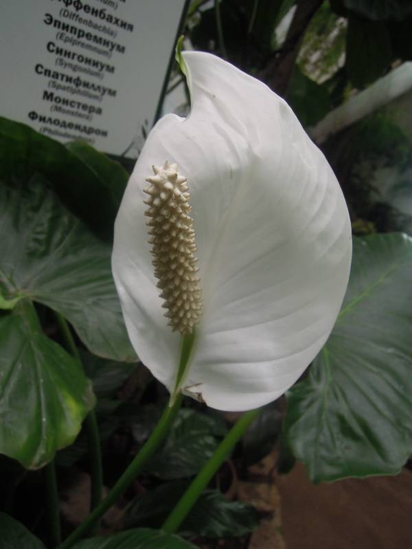 DSCN4782.JPG