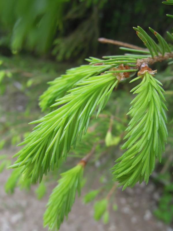 DSCN8615.JPG