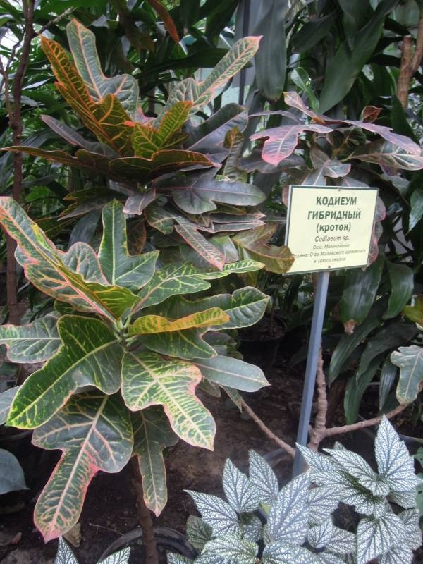 DSCN4793.JPG