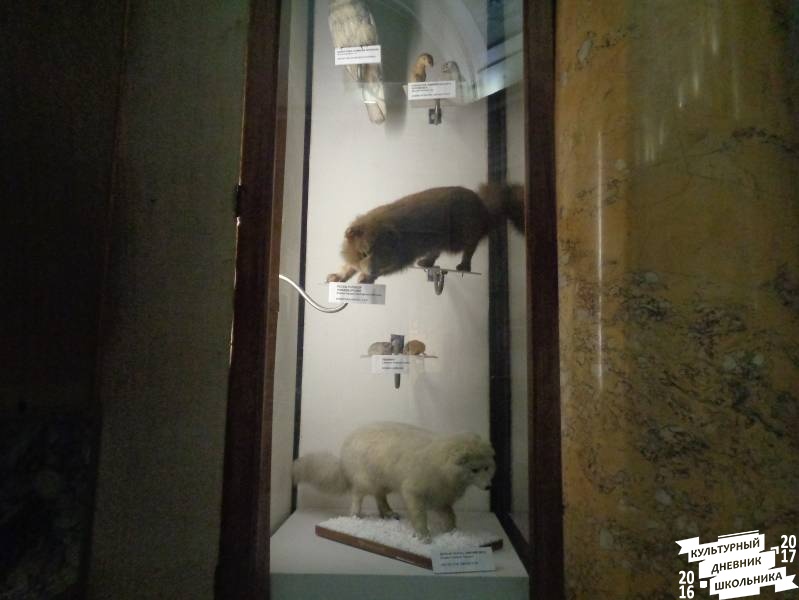Музей Арктики и Антарктики г. Санкт-Петербург 111.JPG