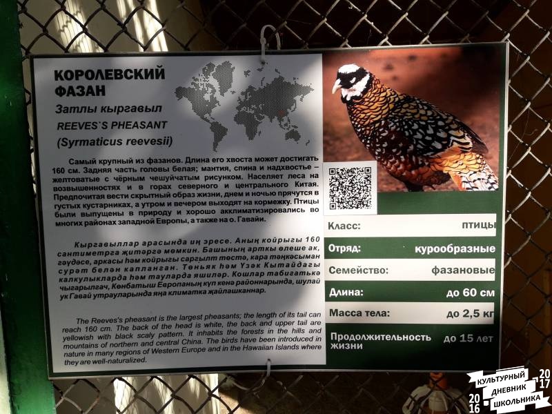 Фазаний ряд. Зооботанический сад. Казань.78229