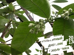 Оранжерейные растения. Зооботанический сад. Казань.78301