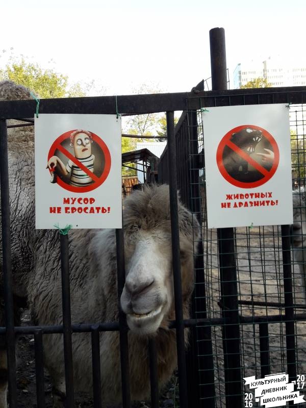 Зооботанический сад. Двугорбый верблюд.77137