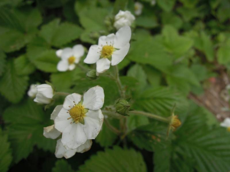 DSCN8601.JPG