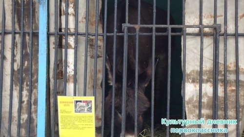 мое новогоднее посещение зоопарка18271