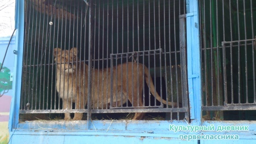 мое новогоднее посещение зоопарка18262