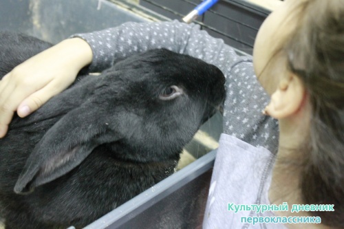 Выставка кроликов17907