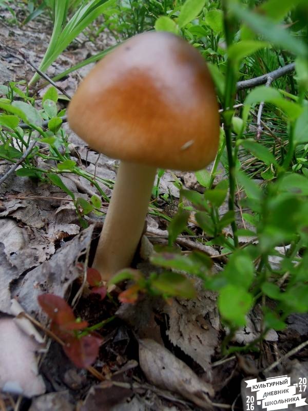 DSCN0615.JPG