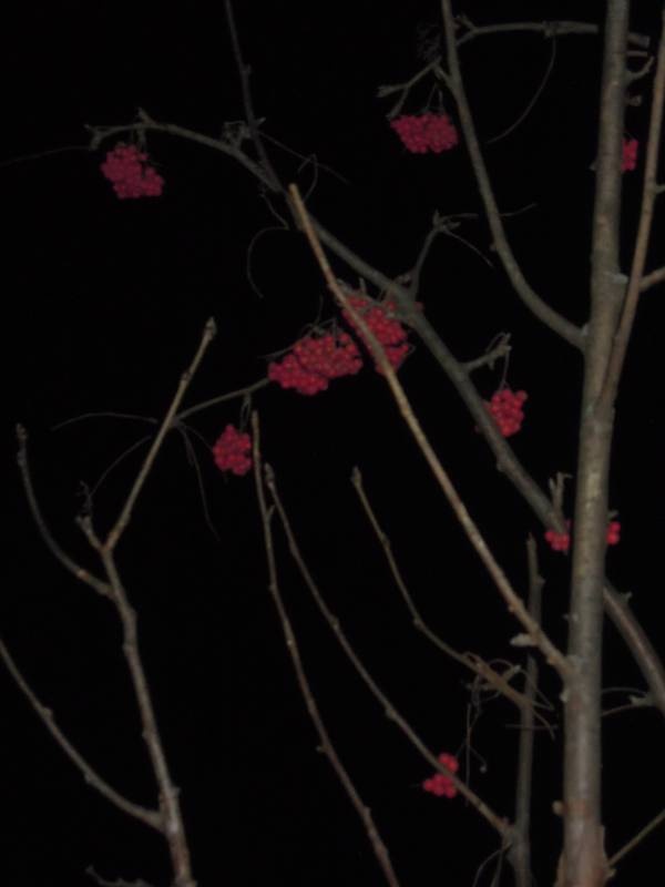 DSCN5222.JPG