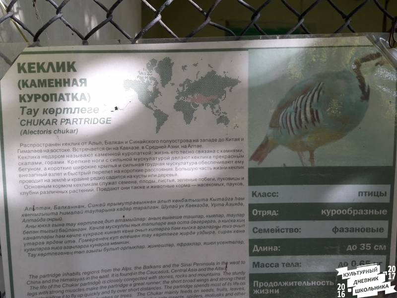 Фазаний ряд. Зооботанический сад. Казань.78212