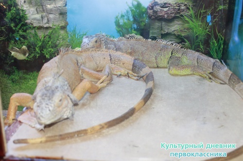 Мадагаскар выставка18097