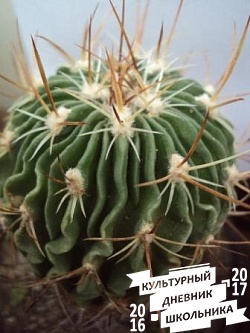 Оранжерейные растения. Зооботанический сад. Казань.78310