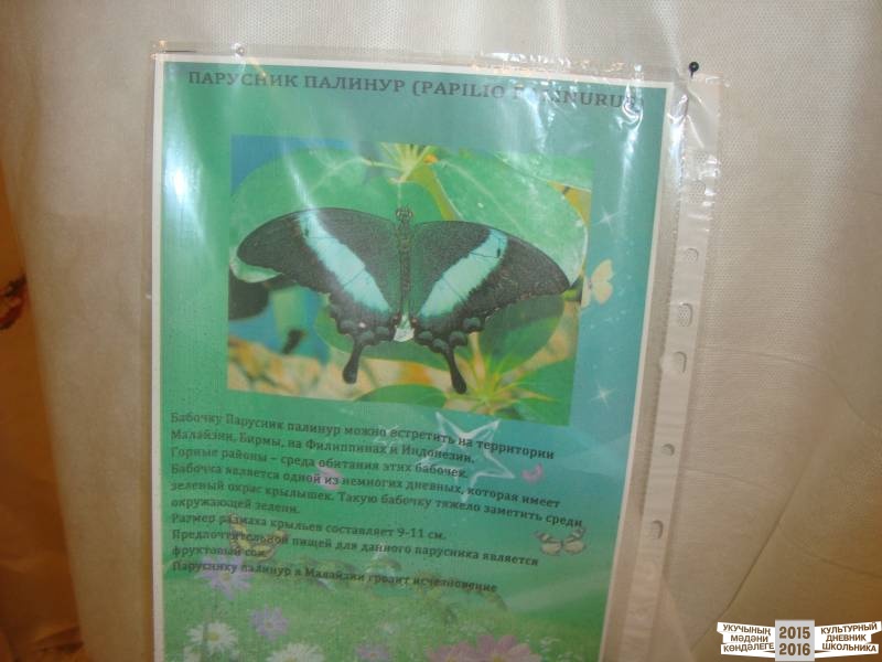 Живые тропические бабочки.49698