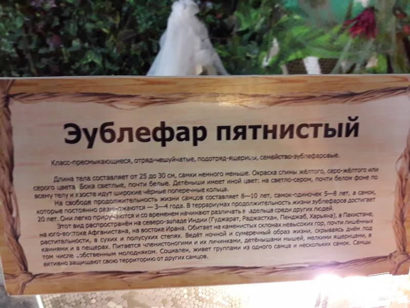 КК№46.Парк тропических бабочек.62345