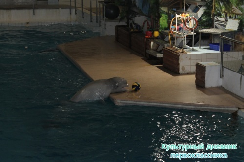 Дельфинарий17882