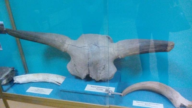 Кости Ископаемого бизона. АКМ.88896