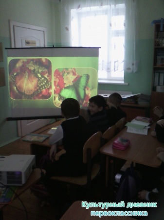 Тропик күбәләкләр