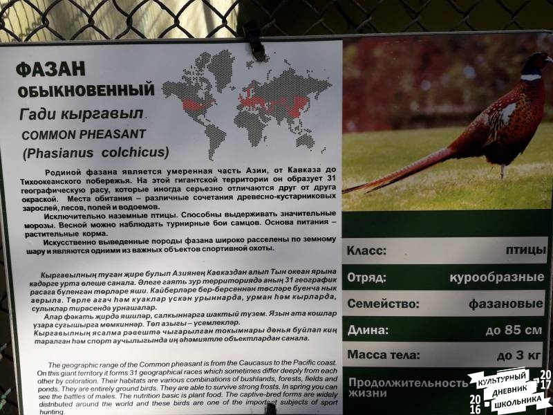 Фазаний ряд. Зооботанический сад. Казань.78219