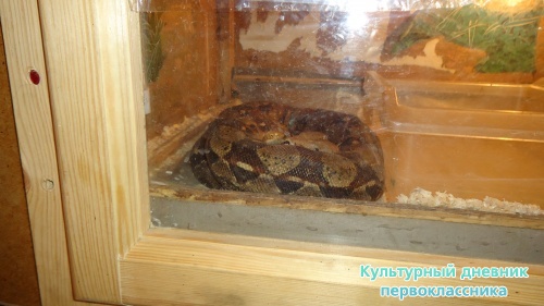 мое новогоднее посещение зоопарка18281