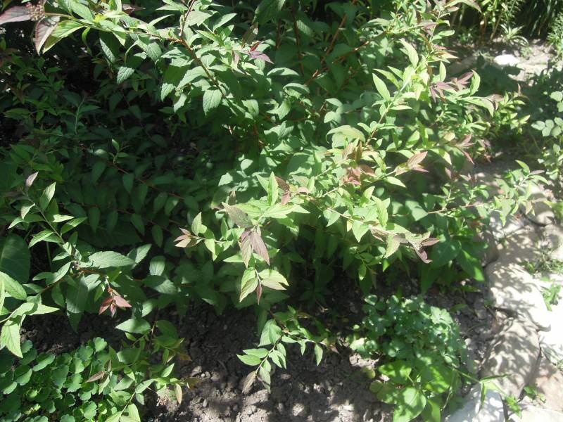 DSCN0542.JPG