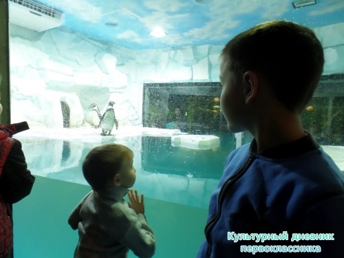 Океанариум. Пингвины.