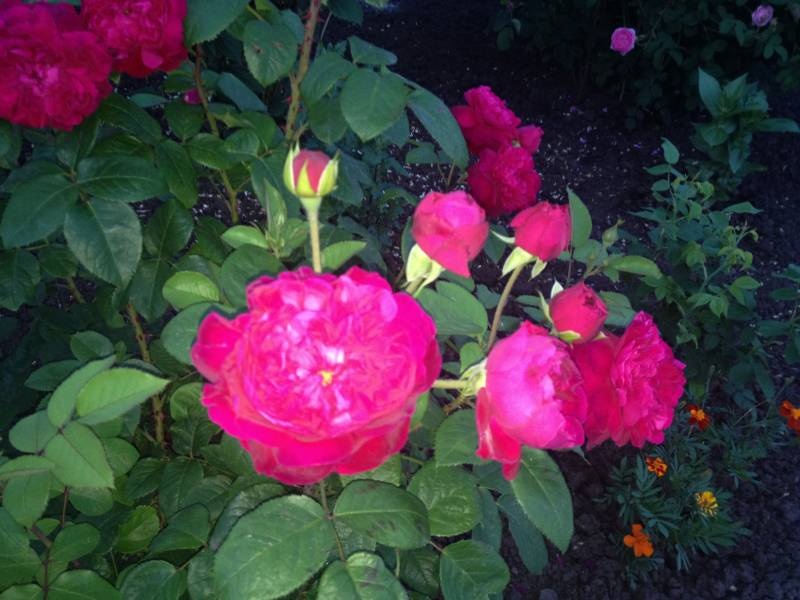 IMG_0213.JPG