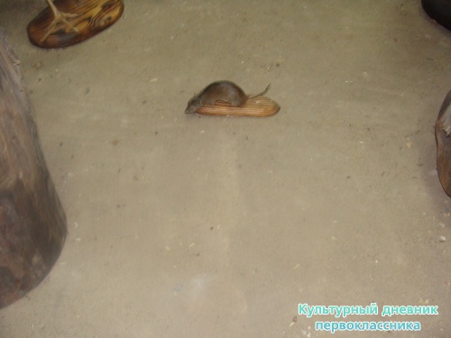 Историко-краеведческий музей8014