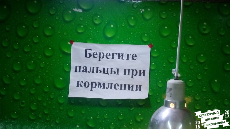 Попугаи в Сафари парке.