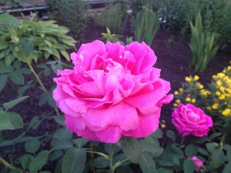 IMG_0211.JPG