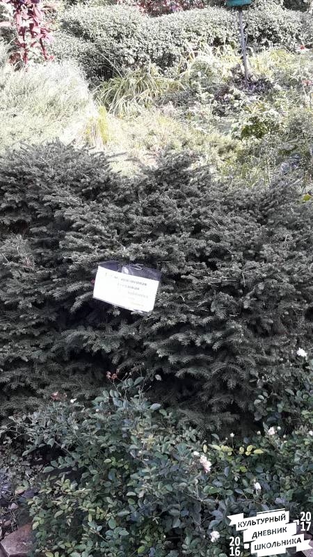 Растения открытого грунта. Зооботанический сад. казань.78249