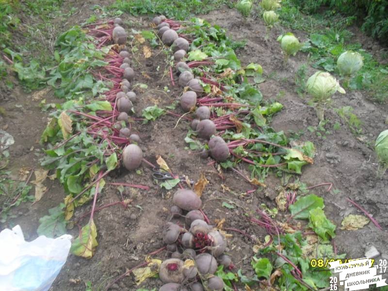 я и моя культурная команда собирает урожай76869