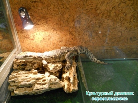 выставка экзоточеских животных25256