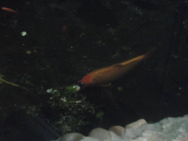 DSCN4800.JPG