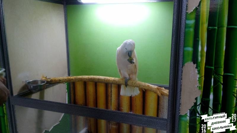 Попугаи в Сафари парке.84215