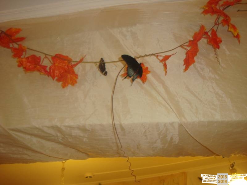 Живые тропические бабочки.49710