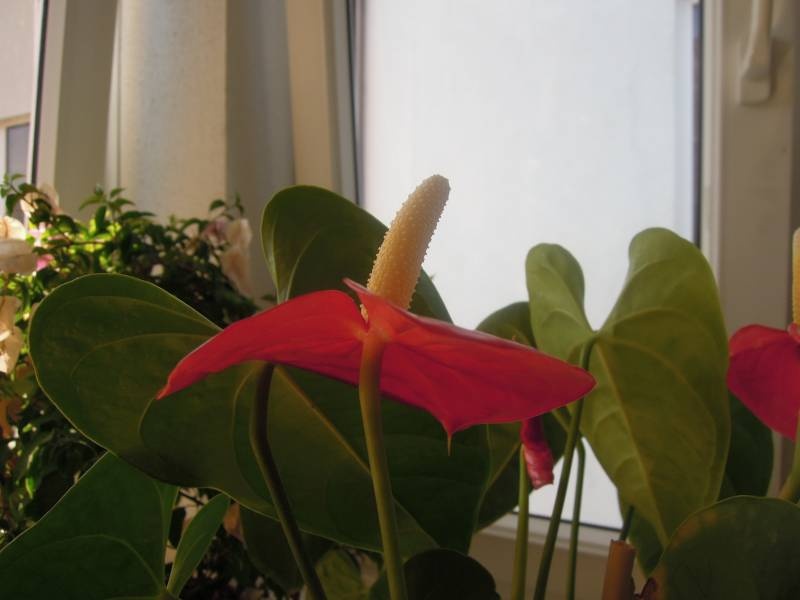 DSCN0562.JPG